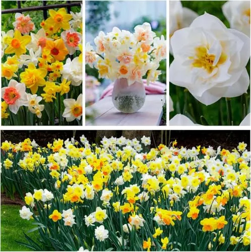 Narzissen Zwiebeln Winterhart Mehrjährig - Osterglocken Frühlingstraum Kollektion - 25 Blumenzwiebeln - Duftende Pflanzen aus Holland - für Garten und Topf (keine Samen, nicht künstlich)