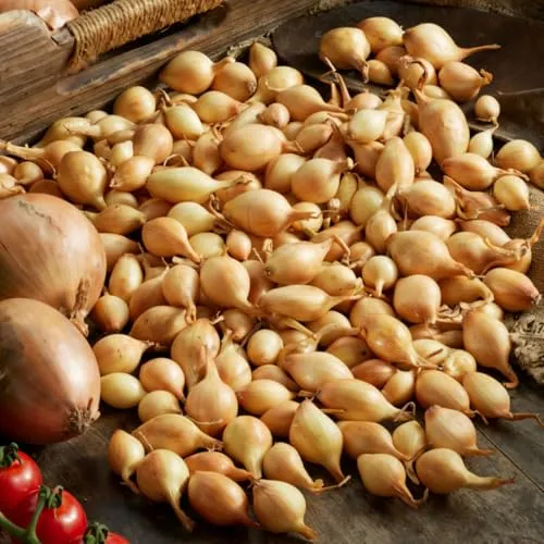 Wintersteckzwiebeln Senshyu Yellow (500 gr) - Steckzwiebeln Winterhart - Hoher Qualität aus Holland (kein Samen) - Mild scharfe Gemüsezwiebel - Steckzwiebel größe 14-21 mm