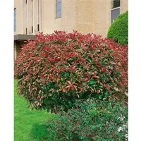 Photinia fraseri 'Red Select' – Immergrüne Heckenpflanze für Garten & Sichtschutz - Pflegeleichte Glanzmispel mit rotem Austrieb und glänzend grünen Blättern. Ideal für Hecken, Sichtschutz und dekorative Akzente. Robust und schnittverträglich, wächst schnell in Sonne bis Halbschatten.