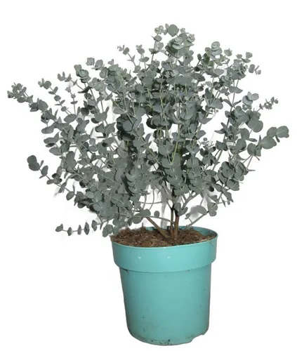meinvipshop Zimmerpflanze Eukalyptus 55cm XXL Zimmerpflanze