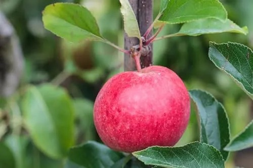 Malus 'Roter Berlepsch' Apfelbaum - Obstsamen & -pflanzen, aromatische rote Äpfel mit süß-säuerlichem Geschmack, winterhart und pflegeleicht – ideal für Gartenanfänger und erfahrene Gärtner.