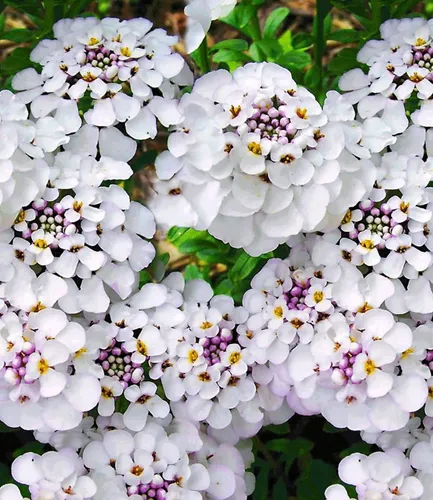 BALDUR Garten Iberis 'Masterpiece®' - Winterharter Bodendecker - Winterharter Bodendecker im 9x9 cm-Topf, pflegeleicht und blühend von Frühjahr bis Herbst. Ideal für sonnige bis halbschattige Standorte, mit geringem Wasserbedarf.