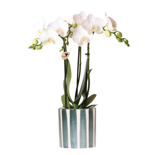 Exotenherz Weiße Phalaenopsis Orchidee Amabilis im Painted Stripe Topf - Stilvolle Zimmerpflanze mit großen weißen Blüten, perfekt für jeden Raum! Der 9 cm große Painted Stripe Topf bringt Eleganz und Frische in dein Zuhause.