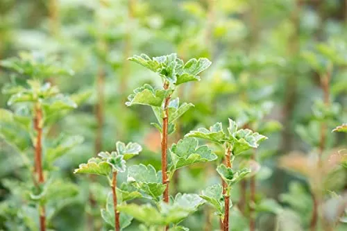 Ribes alpinum 'Schmidt' 60–100 cm – Winterhart, Mehrjährig, Pflegeleicht – Alpen-Johannisbeere – Heckenpflanze für Garten & Sichtschutz