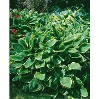 Hosta Sieboldiana Francee Williams Funkie Ca. 13 cm Topf