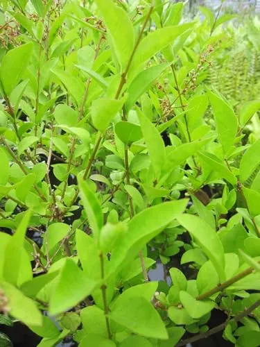 Ligustrum vulgare Black Pearl