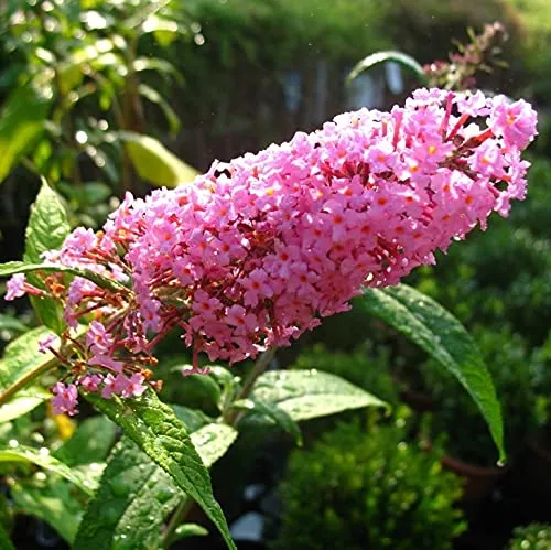 Sommerflieder Pink Delight ® dunkelrosa bis pinkfarbener blühende Buddleja 3 Liter Topfballen