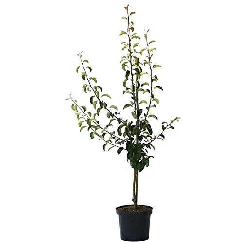 Birnenbaum Clapps Liebling Sommerbirne Buschbaum 110-140 cm im 9,5 Liter Topf Unterlage Quitte A