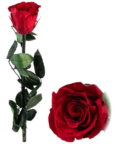 St. Leonhard Echte Rose von St. Leonhard