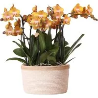 Kolibri Orchids Orange Orchideen Set mit Wassertank - Schönes Orchideen Set mit 3 eleganten Orchideen (12 cm) in einem handgefertigten Baumwollkorb. Integriertes Bewässerungssystem für einfache Pflege und längere Blühdauer.