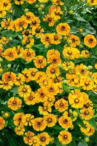 Helenium x cult. 'Zimbelstern' ca. 11x11 cm Topf - Sonnenbraut, leuchtend gelbe Blüten, Blütezeit Juli-September, ideal für Beete, bienenfreundlich, pflegeleicht