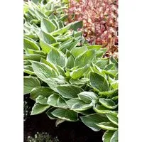 Hosta Patriot 3-5 Liter Container - Stauden mit großen herzförmigen Blättern und markantem weißen Rand. Ideal für schattige Beete und pflegeleicht. Blüht im Sommer mit lavendelfarbenen Blüten und zieht Bienen an.