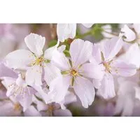 Prunus kurilensis 'Brillant' - Ziergehölz - Wunderschöner Zierstrauch mit rosafarbenen Blüten, ideal für Bienen und Schmetterlinge. Pflegeleicht, winterhart und bringt lebendige Farben in Ihren Garten.