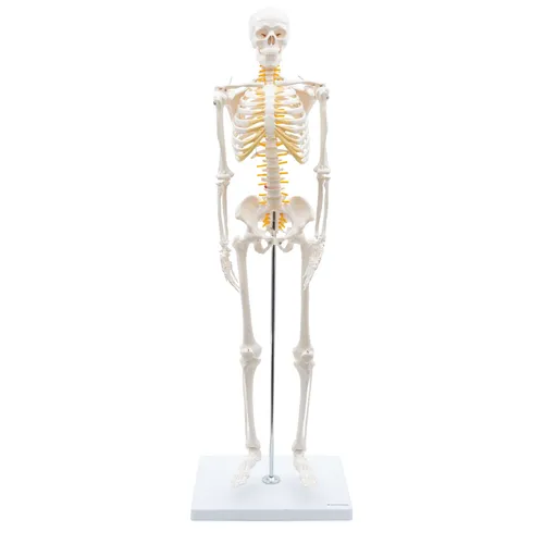 Mini Skelett Anatomie Modell 85cm – Flexibles Gelenk-Modell auf Stativ