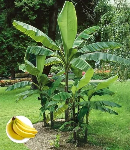 BALDUR Garten Winterharte Banane 'grün' im 12 cm-Topf von BALDUR-Garten