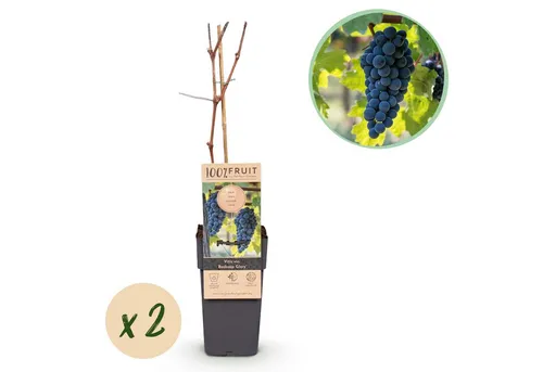 Exotenherz Blaue Weintraube Vitis vinifera 