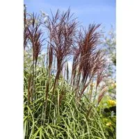 Miscanthus Sinensis Ghana Chinaschilf Ca. 11x11 cm Topf