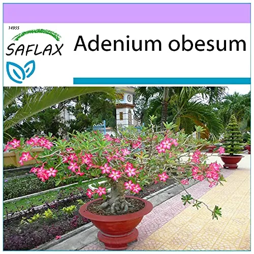 SAFLAX - Bonsai - Wüstenrose - 8 Samen - Adenium obesum