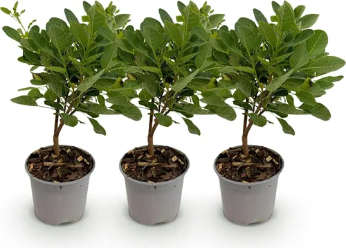 GreenboutiQ