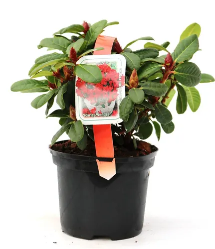 Zwergrhododendron Repens Scarlett Wonder 2 L Container