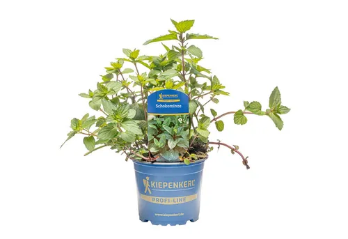Pflanzen für Dich Gewürzkraut Schokoladen-Minze 12cm Topf 8er Set