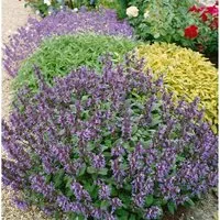 Salvia Officinalis Violettblau Echter Salbei Ca. 9x9 cm Topf