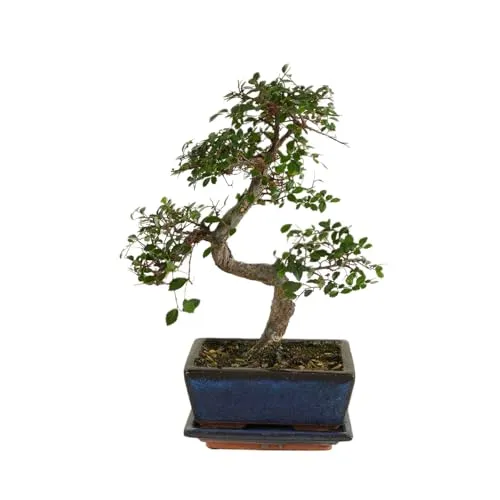 Bloomique - Bonsai Zelkova - S-Form - Bonsaibaum - Zimmerpflanzen - Höhe 20-30 cm - 15 cm breit - inklusive Keramiktopf und Schale