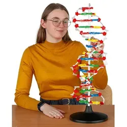 DNA-Modell groß, zerlegbar von Wiemann Lehrmittel