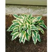 Hosta X Cult. Ground Master Ca. 11x11 cm Topf