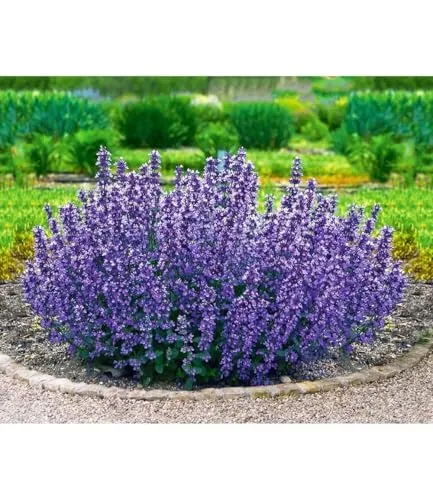 BALDUR Garten 6x Nepeta Cat's Pajamas in blau von BALDUR-Garten