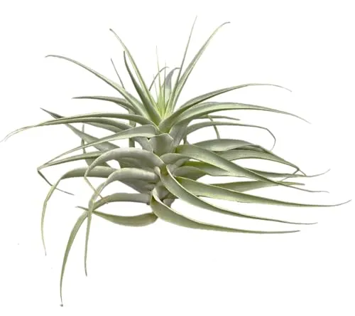 Tillandsia cacticola bright leaf