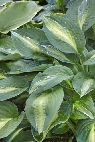 Hosta x fortunei 'Striptease' 11x11 cm Topf – Winterhart, Mehrjährig, Pflegeleicht – Funkie – Staude für Schattenbeet & Kübel