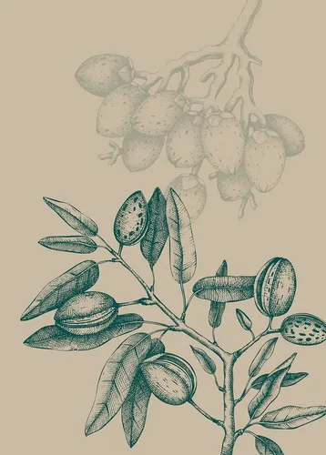 Komar Bild Wild Mandolino, Natur (1 St), Wandbild zur Dekoration - ohne Rahmen