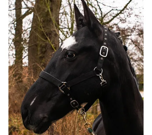 Halfter Schwarz von Pferdelinis