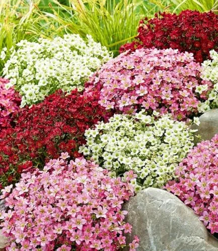 BALDUR Garten 6er Saxifraga-Mix Blütenmeer, Pflanzen im 9x9 cm-Topf, robuster Bodendecker, winterharte Staude, mehrjährig & pflegeleicht, Wasserbedarf gering, blühend, Saxifraga arendsii