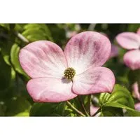 Cornus Kousa Satomi Compact – Japanischer Blumen-Hartriegel in Rosa - Eleganter, rosa blühender Ziergehölz-Strauch, der mit seinen leuchtenden Blüten und herbstlichen Farben begeistert. Ideal für Vorgärten, Kübel oder als Blickfang in Gruppenpflanzungen.