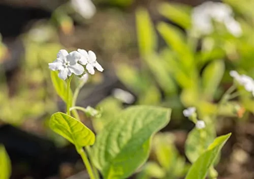 Omphalodes verna 'Alba' ca. 9x9 cm Topf - Frühlings-Gedenkemein, weiße Blüten, Blütezeit März-Mai, ideal für schattige Beete, bodendeckend, pflegeleicht