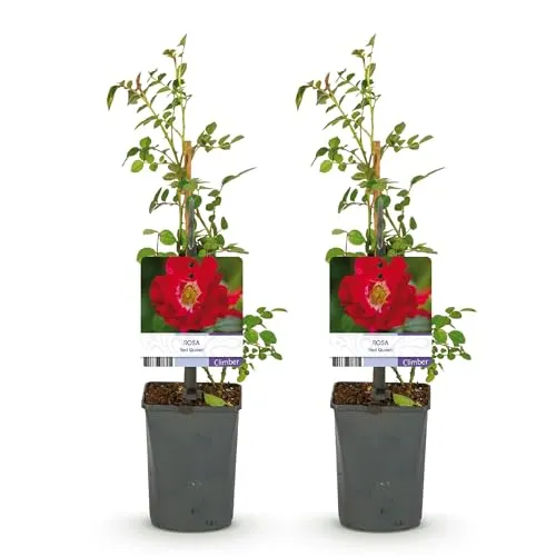GreenboutiQ - Kletterrose - Rosa Red Queen - Blüte Rot - Geringer Pflegeaufwand - 2 Pflanzen - Topf 11cm Höhe 40cm