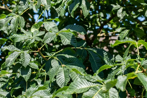 Strauchkastanie Aesculus parviflora, 1 St. - Eleganter Blütenstrauch für jeden Garten - Ziergehölze - Die Strauch-Pferdekastanie begeistert mit kerzenförmigen weißen Blüten und attraktivem Herbstlaub. Ideal für halbschattige Lagen und als naturnahe Heckenpflanze.