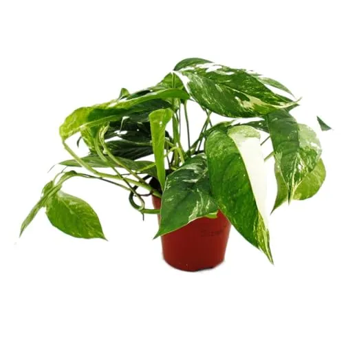 Weiß-bunte gemusterte Efeutute Epipremnum variegata Scindapsus 12cm Topf rankende Zimmerpflanze