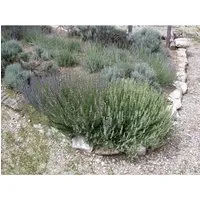 Lavandula X Intermedia Grappenhall Lavendel Ca. 9x9 cm Topf