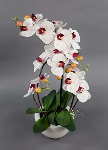 Seidenblumen Roß Orchidee Real Touch 58x28cm weiß-Bordeaux in weißer Keramikschale GA Kunstblumen Kunstpflanzen künstliche Phalaenopsis Blumen Pflanzen