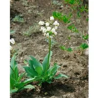 Dodecatheon meadia 'Alba' - Weiße Götterblume im Topf - Elegante weiße Blütenstaude für halbschattige Beete. Ideal für naturnahe Gärten, bringt sie Leichtigkeit und Charme. Pflegeleicht und perfekt als Kübelpflanze.