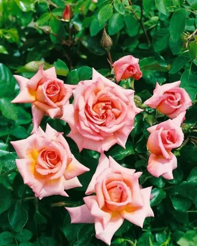 Edelrose 'Compassion' - Duftende apricotfarbene Blüten für jeden Garten - Genießen Sie die Schönheit der Edelrose 'Compassion' mit ihren duftenden, apricotfarbenen Blüten. Ideal für Kübel und Garten, pflegeleicht und winterhart bis -20 °C. Perfekt für einen blühenden Garten!
