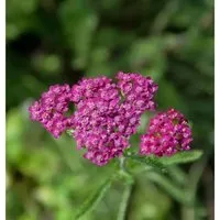 Produktbild Schafgarbe Cerise Queen