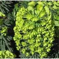 Produktbild Palisaden Wolfsmilch Humpty Dumpty - Euphorbia characias