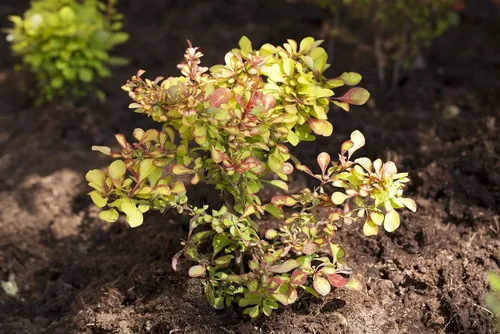 Berberis thunbergii 100-125 cm - Thunbergs-Berberitze - Vielseitiger Zierstrauch mit attraktiver Jahreszeitenwirkung. Pflegeleicht, schnittverträglich und ideal für Hecken oder als Solitär. Bringt Farbe und Struktur in jeden Garten.