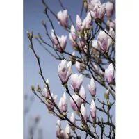 Magnolia Soulangiana Tulpenmagnolie Heaven Scent 60-80 cm - Edle Tulpenmagnolie mit duftenden Blüten und harmonischem, aufrechtem Wuchs. Ideal als Solitär im Garten oder in Kübeln, bringt sie beeindruckende Akzente in jeden Außenbereich.