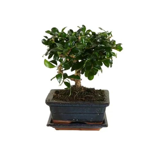 Bloomique - Bonsai Carmona - Kugelform - Bonsai-Baum - Zimmerpflanzen - Höhe 20-30 cm - 15 cm breit - inklusive Keramiktopf und Schale