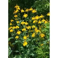 Rudbeckia Nitida Juligold Scheinsonnenhut Ca. 11x11 cm Topf